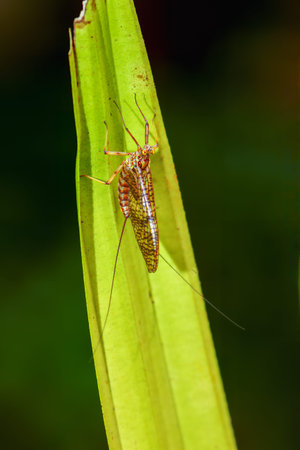 A delicate mayfly, an ephemeroptera insect, is perched on a green leaf. The insect's intricate...