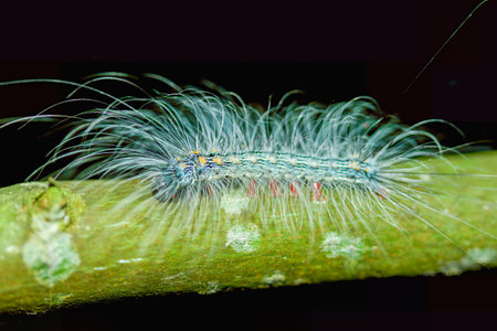 A small, fuzzy caterpillar with orange and white markings clings to a green twig. Its long, silky hairs provide excellent camouflage.の写真素材