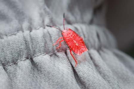 A striking macro shot of a vibrant red nymph of the Eurostus validus species, commonly known as the...