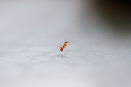 A single red ant is captured in a moment of action on a plain white background. Its tiny legs and delicate antennae are clearly visible. Taiwan.の写真素材