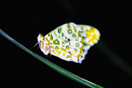 A delicate Euchloe butterfly is perched on a slender blade of grass. Its vibrant green and white...