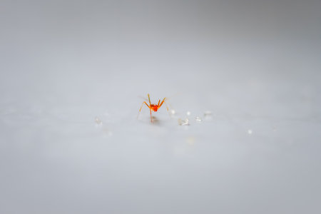 A single red ant is captured in a moment of action on a plain white background. Its tiny legs and delicate antennae are clearly visible. Taiwan.の写真素材