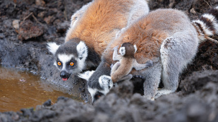 Group of ring-tailed lemurs drinking and grooming at muddy waterhole. Female lemurs with babies...