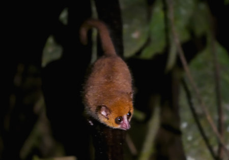 A small, brown mouse lemur clings to a branch in the lush rainforest of Ranomafana National Park, Madagascar. Its large, round eyes and delicate features give it an endearing appearance.の写真素材