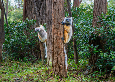 Two Verreaux's(Diademed) Sifakas climbing trees in a dense forest. The lemurs have white fur with dark patches and long tails. Andasibe Reserve, Madagascar.の写真素材