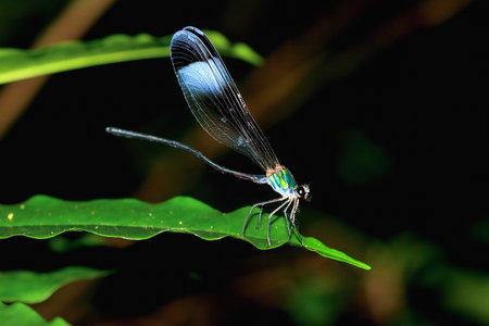Close-up of an iridescent damselfly perched on a green leaf. The damselfly's wings display a range...