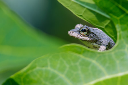 Close-up of a Meintein tree frog(Chirixalus idiootocus) perched on vibrant green leaves. The frog's mottled gray skin contrasts with the bright colors of the leaves. New Taipei City, Taiwan.の写真素材