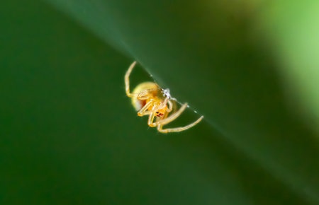 A close-up of a golden orb weaver spider on its web. The spider's golden body and legs are clearly visible against a green background.の写真素材
