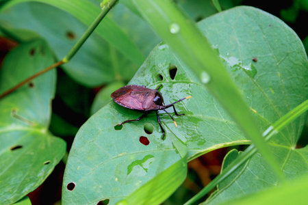 A close-up of a Yellow-Margined Stink Bug (Coridius chinensis) on a green leaf with water droplets. The bug has a black-brown head and thorax with orange-yellow tips on its antennae.の写真素材