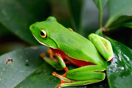 A vibrant Orange Belly Tree Frog(Zhangixalus aurantiventris) with a smooth, dark green back and orange-red belly perched on a branch. New Taipei City, Taiwan.の写真素材