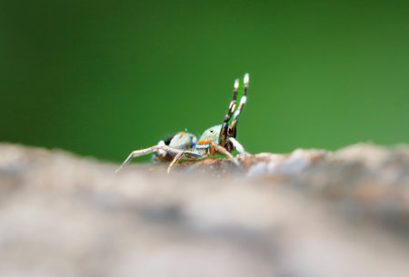 A close-up of a colorful Siler Cupreus spider on a mossy surface. The spider has vibrant blue and...