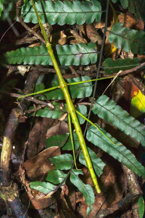 Detailed close-up of a camouflaged stick insect perched on a leaf.