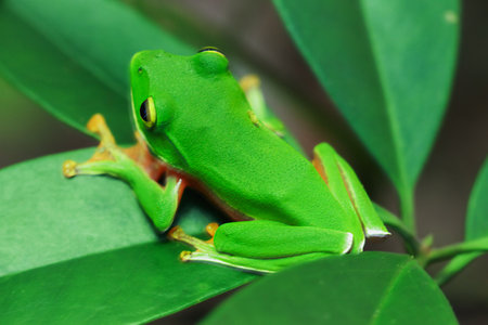 A vibrant Orange Belly Tree Frog(Zhangixalus aurantiventris) with a smooth, dark green back and...