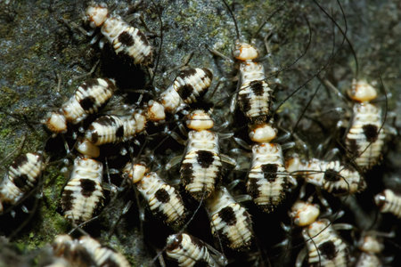 A detailed close-up of Psocopteran nymphs with distinctive black and white patterns on a rock surface. The nymphs are clustered together. New Taipei City, Taiwan.の写真素材