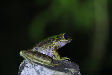 A close-up of a Swinhoe's Frog(Odorrana swinhoana)  with a green and brown spotted back on a rock. The frog's smooth skin has small warts and granules. New Taipei City, Taiwan.の写真素材