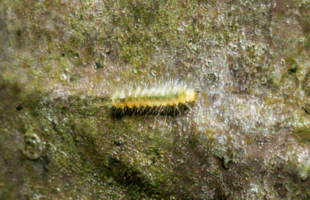 A close-up shot of a fuzzy caterpillar on a mossy surface. The caterpillar is light green with fine...