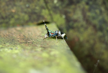 A close-up of a colorful Siler Cupreus spider on a mossy surface. The spider has vibrant blue and green hues with a distinctive pattern. New Taipei City, Taiwan.の写真素材