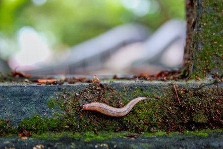 A small, slimy slug crawls across a mossy wall. The creature's slimy body contrasts with the rough...