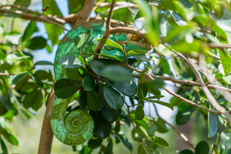 A vibrant green Parson's chameleon rests on a branch. Its striking green scales and distinctive horn-like casque are clearly visible, as are its independently rotating eyes. Madagascar.の写真素材