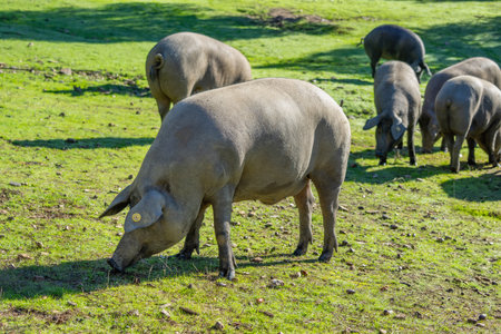 Group of Iberian pigs grazing freely in a green pasture in Sierra de Aracena. This region is famous...