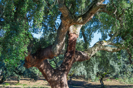 A mature cork oak tree with stripped bark in a pig farm. The acorns feed the pigs, and the bark is used for cork production. Sierra de Aracena, Spain.の写真素材