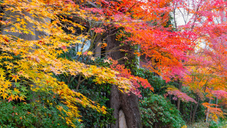 A picturesque road lined with vibrant autumn foliage in shades of red, orange, and yellow. Additional elements include tall trees and a serene pathway, Kyoto, Japan.の写真素材