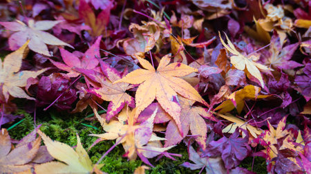 A vibrant display of fallen maple leaves in shades of red, orange, and yellow on a moss-covered...