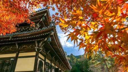 Vibrant red maple leaves create a stunning contrast against the dark, weathered wooden roof of...