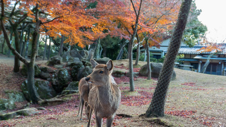 Two sika deer graze peacefully in Nara Park, surrounded by vibrant autumn foliage. A serene scene of nature and wildlife in Kyoto, Japan.の写真素材