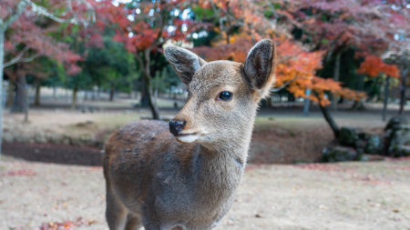 A deer stands amidst the vibrant autumn foliage. Additional deer and traditional Japanese architecture in the background, Kyoto, Japan.の写真素材
