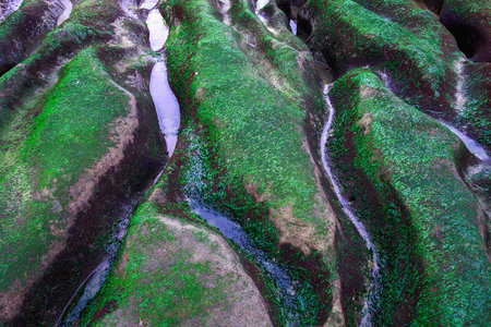 Close-up of green algae on unique reef grooves at Laomei Green Reef. Shows vibrant colors and...
