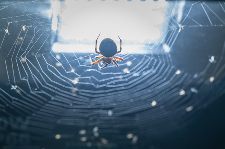 Captured at twilight, this image features a spider in its web consuming its prey, set against the soft evening light.の写真素材