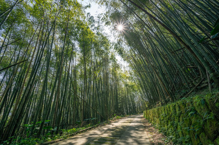 Captures the tranquil beauty of a bamboo forest in Alishan, Taiwan, during a spring afternoon. The sunlight filters through the tall bamboo stalks, creating a peaceful and serene atmosphere.の写真素材
