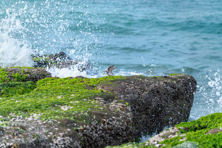 An Oriental Plover bird perches on the vibrant green algae-covered rocks of Laomei Green Reef in Shimen, New Taipei City, Taiwan, with crashing waves.の写真素材