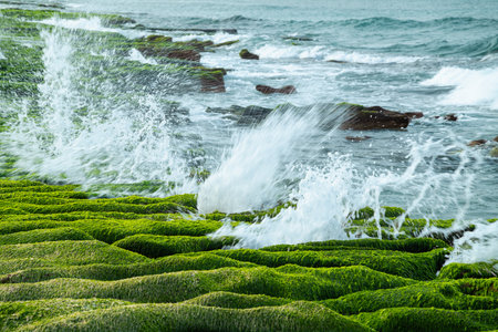Powerful waves crash against the vibrant green algae-covered rock formations of Laomei Green Reef in Shimen, New Taipei City, Taiwan, creating dramatic splashes.の写真素材