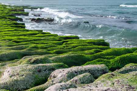 Vivid green algae blankets the rocky coast during spring at Laomei Green Reef. Waves crash onto the reef creating a scenic coastal landscape. Laomei, Taiwan.の写真素材