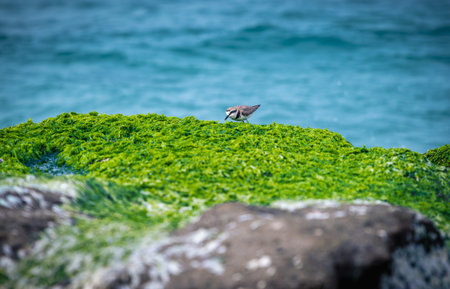 An Oriental Plover bird perches on the vibrant green algae-covered rocks of Laomei Green Reef in Shimen, New Taipei City, Taiwan, with crashing waves.の写真素材
