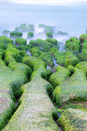 Green algae carpets the coastal rocks at Laomei Green Reef during spring, creating a striking contrast with the blue ocean under soft daylight. Laomei, Taiwan.の写真素材