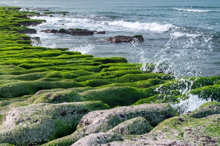 Powerful waves crash against the vibrant green algae-covered rock formations of Laomei Green Reef in Shimen, New Taipei City, Taiwan, creating dramatic splashes.の写真素材