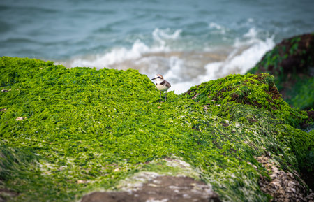 An Oriental Plover bird perches on the vibrant green algae-covered rocks of Laomei Green Reef in Shimen, New Taipei City, Taiwan, with crashing waves.の写真素材