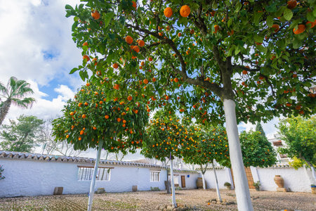 A cobblestone courtyard with orange trees and whitewashed walls. Clay pots and tiled roof add rustic charm to this Mediterranean farm setting. Antequera, Spain.の写真素材