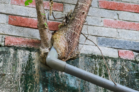 A tree trunk entwines an old pipe on a weathered wall, showcasing nature reclaiming urban structures...