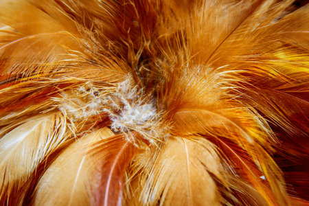Vibrant rooster feathers form a decorative duster. The rich colors catch the eye, showcasing...