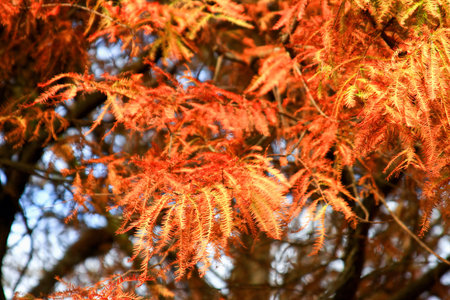 Close-up of vibrant orange and red bald cypress foliage in a Taiwanese forest during winter,...