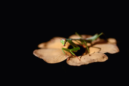 A vibrant green praying mantis rests on a leaf, set against a dark background with soft lighting.の写真素材