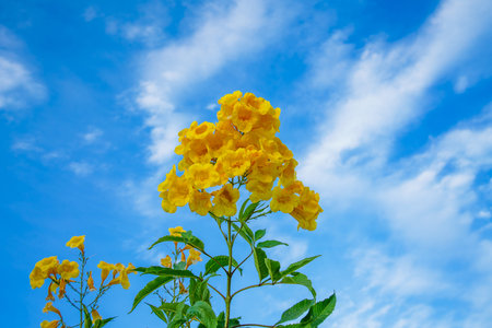 Vibrant yellow bells blooming at a rest stop near Hurghada Red Sea Resort, Egypt, with red flowers...