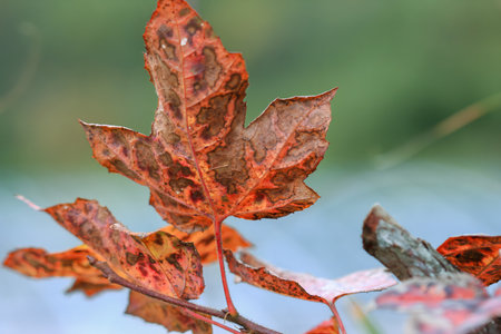Close up macro view of a dying maple leaf displaying rich patterns and autumn colors at Cinsbu Jianshi Township Hsinchu County Taiwan.の写真素材