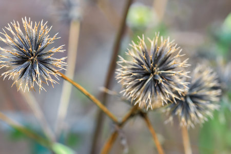 Close-up of two spiky dried thistle seed heads with golden tips, captured in Cinsbu, Jianshi Township, Hsinchu County, Taiwan. Beautiful autumn wild plant detail in mountain area.の写真素材