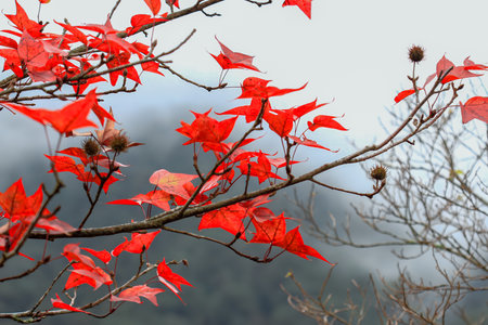 Close up view of bright red maple leaves on branches during autumn season at Cinsbu Jianshi Township Hsinchu County Taiwan.の写真素材