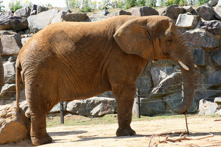 African Elephantの写真素材